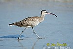 Numenius phaeopus