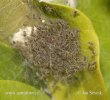 Nursery Web Spiders