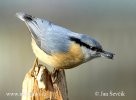 Nuthatch