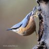 Nuthatch