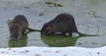 Nutria, Coypu