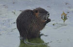 Nutria, Coypu