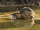 Nutria, Coypu