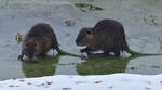 Nutria, Coypu