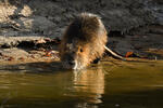 Nutria, Coypu