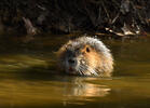 Nutria, Coypu