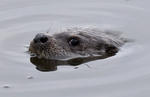 Nutria europea