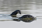 Nutria europea