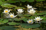 Nymphaea candida