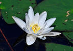 Nymphaea candida