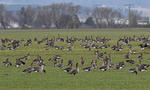 Oca lombardella