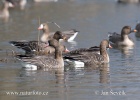 Oca lombardella