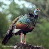 Ocellated Turkey