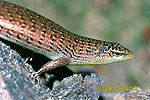 Olive Tree Skink