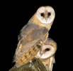 onnetjie-uil