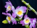 Orchid