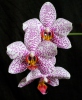 Orchid