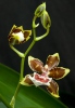 Orchid