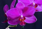 Orchid