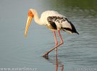 Orientalisk ibisstork