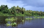 Orinoco River Delta