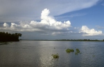 Orinoco River Delta