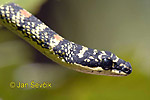 Ornate Flying Snake