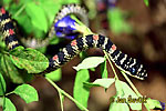 Ornate Flying Snake