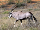 Oryx gazella gazella