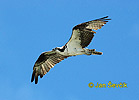 Osprey