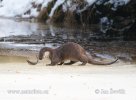 Otter