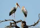 Painted Stork