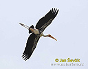 Painted Stork