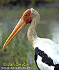 Painted Stork