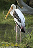 Painted Stork