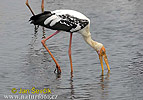 Painted Stork