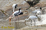 Painted Stork