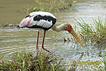 Painted Stork