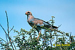 Pale Chanting Goshawk