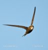 Pallid Swift