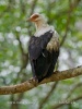 Palm-nut Vulture