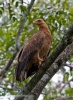 Palm-nut Vulture