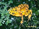 Panamanien Golden Frog