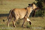 Panthera leo