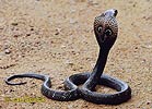 Pápaszemes kobra