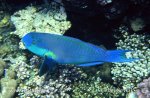 Parrotfish