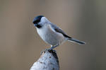 Parus montanus