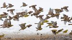 Passer montanus Emberiza citrinella