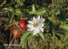 Passiflora