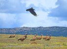 Pastureland with vultures